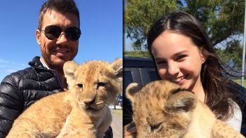 tinelli prepara su regreso a la television con un leon bebe tinelli prepara su regreso a la television con un leon bebe