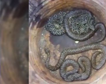 Lograron atrapar 58 yararás que escapaban de la quema de pastizales