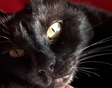 Su gato agonizaba y lo salvaron con aceite de cannabis: Ya lo estábamos velando