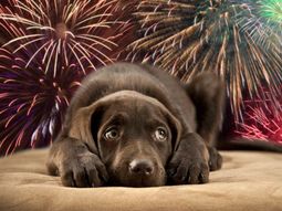 Consejos para cuidar a tus mascotas de la pirotecnia durante las Fiestas