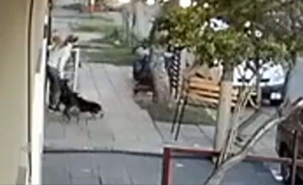 Así atacan perros sueltos a vecinos de Villa Domínico