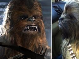 Perro Chewbacca