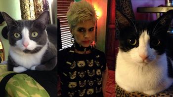 encuentra a sus gatos a una semana de la explosion de un edificio en nueva york encuentra a sus gatos a una semana de la explosion de un edificio en nueva york