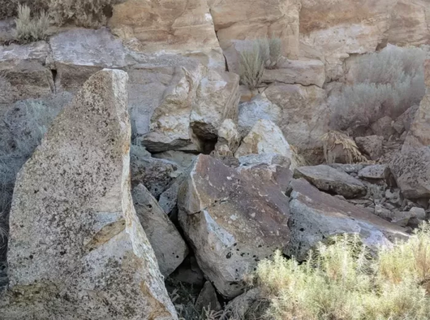 Solo pocos logran encontrar el animal oculto en las rocas