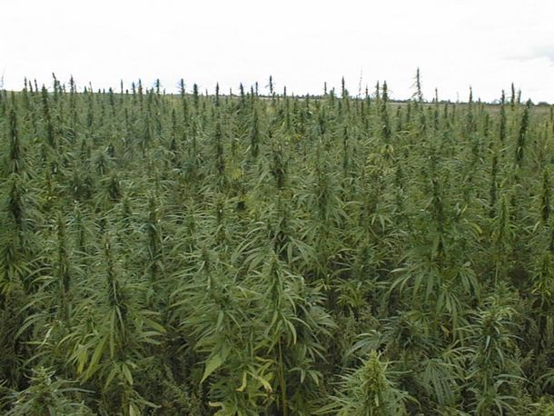 Marihuana