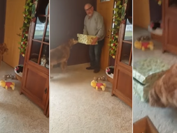 Derroche de ternura: la felicidad de un perro al recibir el mejor regalo de Navidad