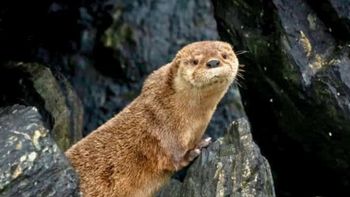 reaparecio la changuita, el mamifero marino mas pequeno del mundo reaparecio la changuita, el mamifero marino mas pequeno del mundo
