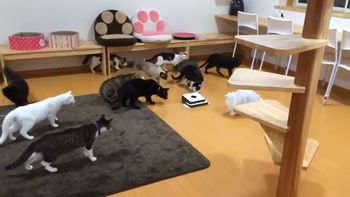 La atención extrema les jugó una mala pasada La atención extrema les jugó una mala pasada