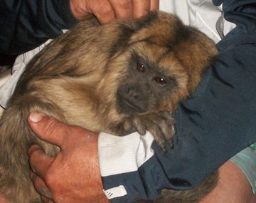 Se moviliza Córdoba en defensa de mono desarraigado