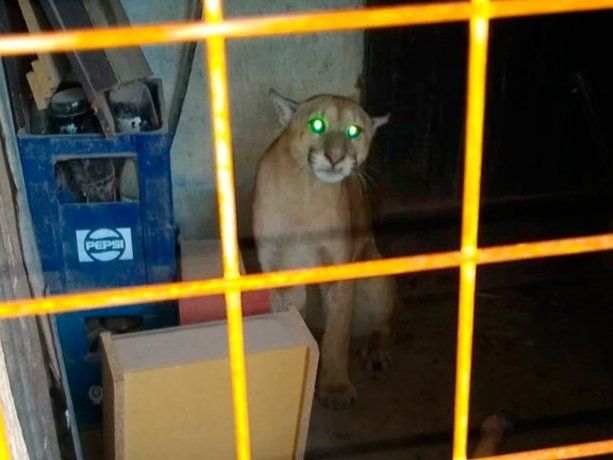 Iba a llevar a sus hijos a la escuela y se topó con un puma