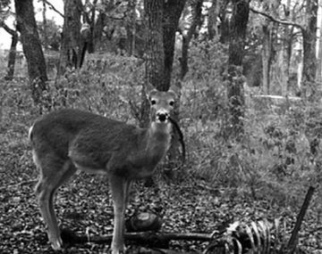 Fotografían a un ciervo de cola blanca comiendo restos humanos