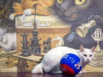 Aquiles, el gato sordo que será el sucesor del pulpo Paul en el Mundial de Rusia