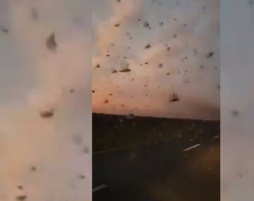 Santa Fe: productores graban videos de&nbsp;una manga de langostas, animales considerados plaga