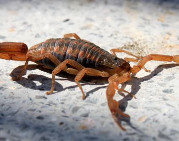 El nene fue picado en el cuello por el alacrán