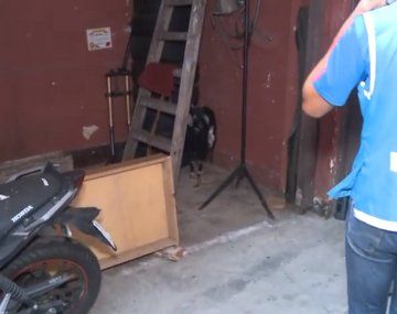 Rescataron un chivo y una gallina de un templo umbanda donde iban a ser sacrificados