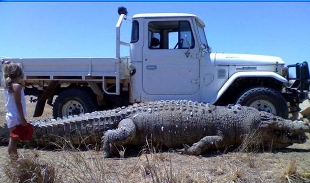 Cocodrilos gigantes amenazan a un pueblo