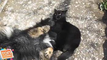 un gato karateca se vengo de un perro que molestaba un gato karateca se vengo de un perro que molestaba