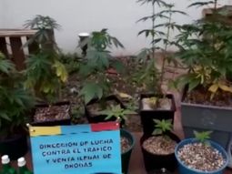 Montan un invernadero de marihuana en Flores para vender con take away