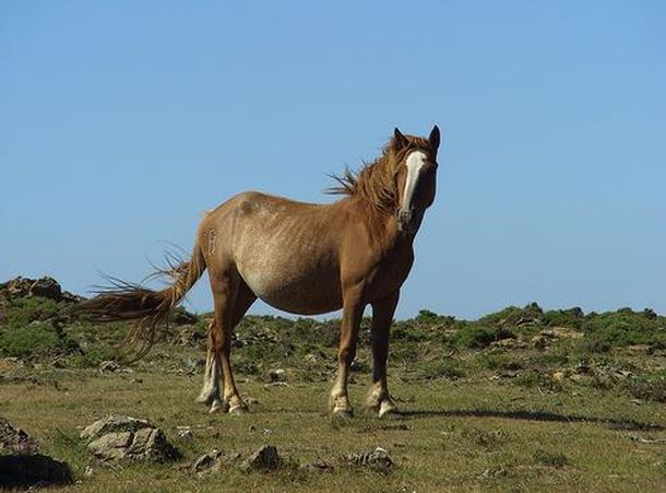 Caballo