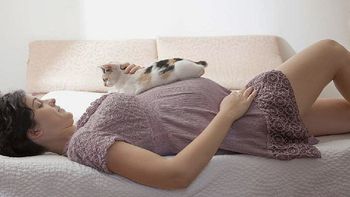 toxoplasmosis: cual es el peligro real de tener un gato para una embarazada toxoplasmosis: cual es el peligro real de tener un gato para una embarazada