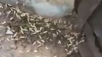 denuncian que un supermercado chino esta rodeado de gusanos denuncian que un supermercado chino esta rodeado de gusanos