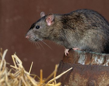 Rata. Imagen ilustrativa