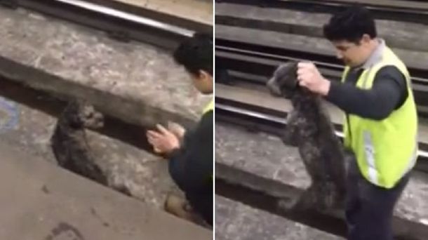 Emotivo rescate en un subte: Lo siento por el retraso, pero no podía matar a un perro