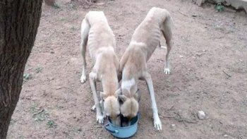 Un hombre fue denunciado en Bell Ville por entrenar a su pitbull con galgos desnutridos. Un hombre fue denunciado en Bell Ville por entrenar a su pitbull con galgos desnutridos.