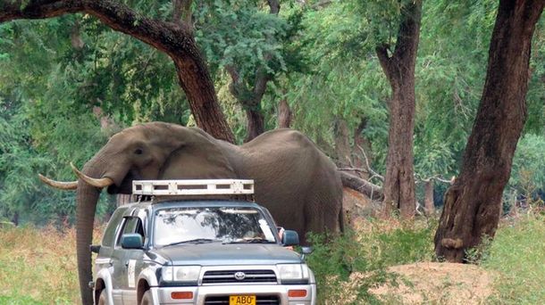 Un elefante pidió ayuda para que le quitaran un balazo de su cabeza