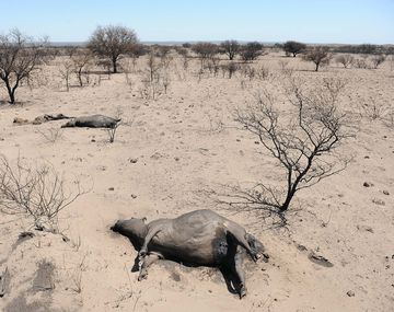 Incendios dejan un muerto y destruyen unas 335 mil hectáreas en La Pampa