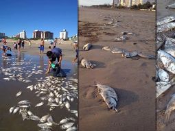 preocupacion en la costa por peces muertos preocupacion en la costa por peces muertos