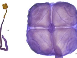 La nueva especie reconocida, Acanthobothrium goleketen, es un cestode o gusano plano pariente de la conocida “lombriz solitaria”. La nueva especie reconocida, Acanthobothrium goleketen, es un cestode o gusano plano pariente de la conocida “lombriz solitaria”.