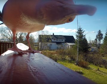 Una gaviota se robó una GoPro