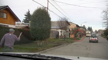 el enganado de bariloche persiguio al pata de lana con un machete el enganado de bariloche persiguio al pata de lana con un machete