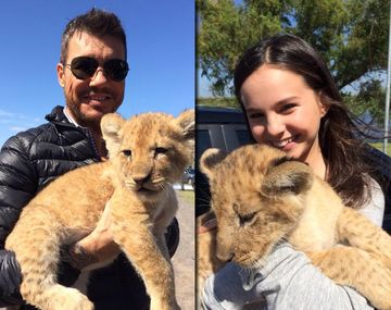 Tinelli prepara su regreso a la televisión con un león bebé