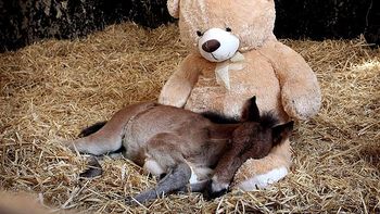 potrillo huerfano encuentra consuelo en un oso de peluche potrillo huerfano encuentra consuelo en un oso de peluche