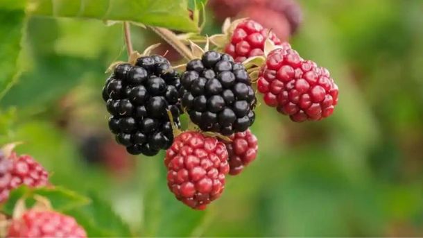 Las moras se destacan por aportarle innumerables beneficios al cuerpo humano. Las moras se destacan por aportarle innumerables beneficios al cuerpo humano.