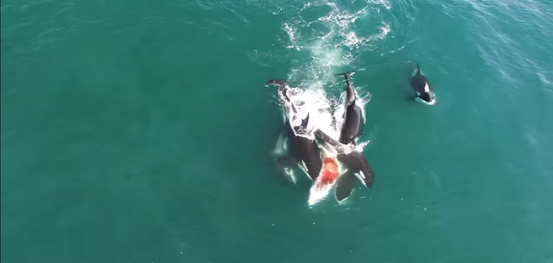 El inusual ataque de orcas que devoraron a una ballena