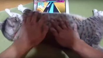Usa al gato como joystick Usa al gato como joystick