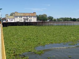 invasion de culebras y yararas en quilmes: piden que la poblacion no se acerque a las especies invasion de culebras y yararas en quilmes: piden que la poblacion no se acerque a las especies