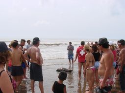 Un lobo marino fue afectado por turistas en la playa 