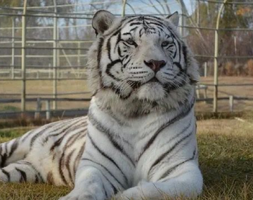 Rio Negro: ladrones se metieron en la jaula de un tigre blanco para robar una caja fuerte