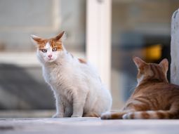 Día Internacional del Gato: por qué se celebra el 8 de agosto