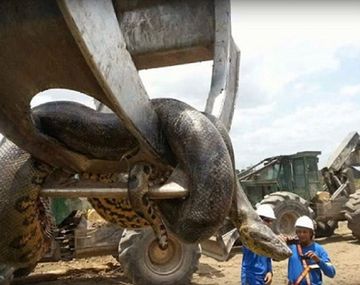 Encuentran una anaconda en una obra