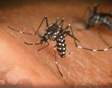 Presunto caso de dengue autóctono 