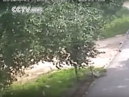 video: difunden imagenes del ataque mortal de un tigre en un zoologico de china video: difunden imagenes del ataque mortal de un tigre en un zoologico de china