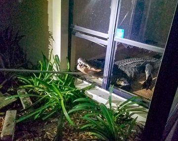 Estaba durmiendo y la despertó un enorme cocodrilo que se había metido en la cocina