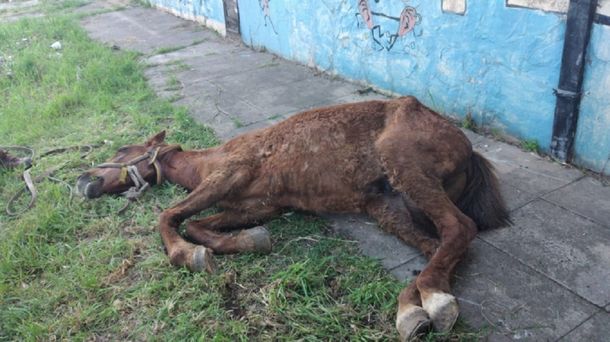 Un caballo se desplomó por el maltrato y los vecinos quemaron el carro que arrastraba