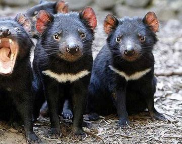 El secreto del demonio de Tasmania