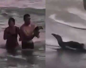 Monte Hermoso: una pareja que sacó a un pingüino del mar para tomarse fotos